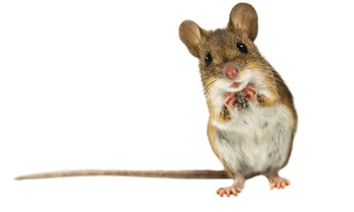 Best Mouse Trapping Strategies